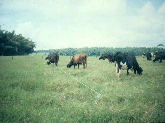 BOTERO - CAPÍTULO IX PASTOREO RACIONAL INTENSIVO VOISIN UNA OPCIÓN PARA INTENSIFICAR Y HACER MÁS AMIGABLE CON EL AMBIENTE LA PRODUCCIÓN CON RUMIANTES EN PASTOREO EN EL TRÓPICO - Image 32