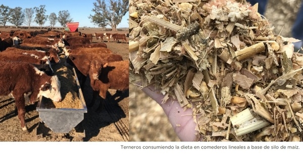 Análisis productivo de recría a corral con el uso de Provant Recría Intensiva - Image 1