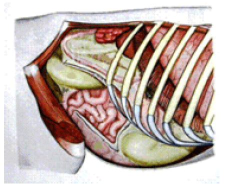 Vista derecha del abdomen