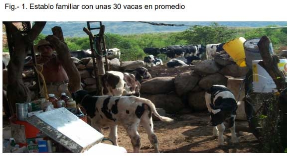 La Mastitis causada por las bacterias patógenas principales. - Image 1