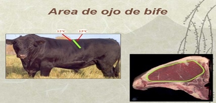 2° MITO ¿LA CARNE DE UN ANIMAL LIVIANO TIENE MEJOR CALIDAD QUE LA DE UN PESADO? - Image 8