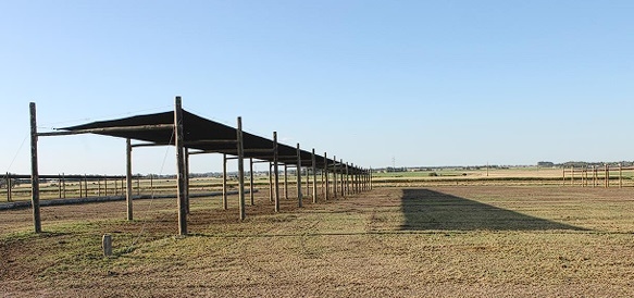 Manejo del ambiente físico para atenuar la producción de calor - Image 6