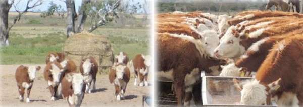 Suplementación con urea protegida (Nitrum24) en recría con diferentes fuentes de fibra - Experimentación adaptativa - Image 2
