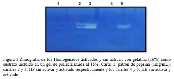 Manual de procedimientos metodológico de obtención y purificación de proteasas a partir de desechos de matadero - Image 3