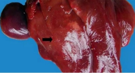 Características fisiológicas del hígado de ave | Se adjuntan tres tipos de enfermedad hepática difíciles de diagnosticar. - Image 7