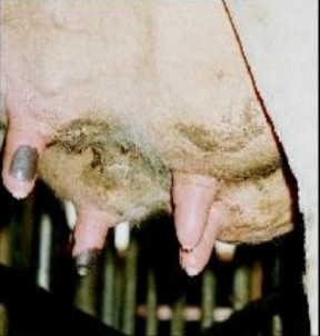 Detección de genes de resistencia a antibióticos en Staphylococcus aureus aislados de casos de mastitis bovina. - Image 6