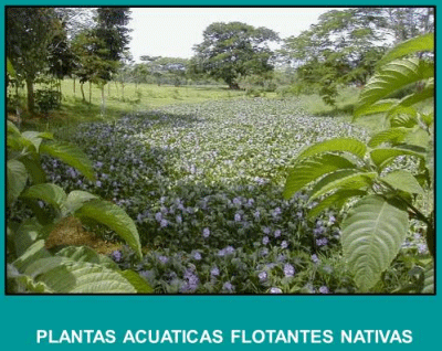 Lagunas de descontaminación.