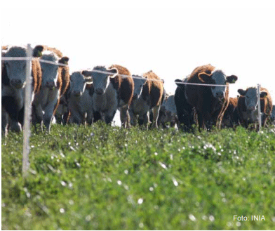 Figura 2 - Terneros sobre pasturas sembradas.