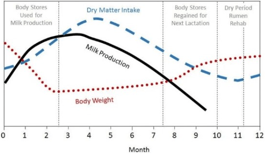 ¿CÓMO AUMENTAR LA ENERGÍA DE LA DIETA SIN AFECTAR LA FERMENTACIÓN RUMINAL? - Image 2