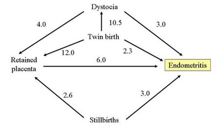 Tritrichomoniasis y Campylobacteriosis genital bovina - Image 3