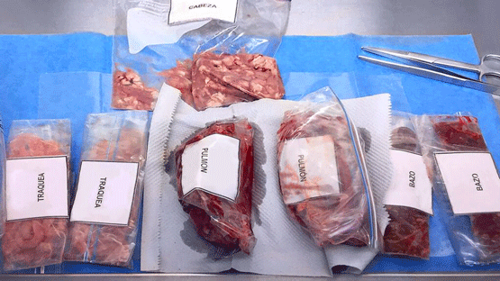 Las enfermedades producen daños en diferentes órganos, a través de la signología del animal el MVZ determinará el tipo de muestra necesaria.