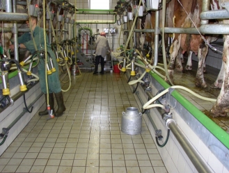 La Mastitis un problema del hato la visita al establo. - Image 18