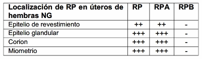Inmunolocalización de receptores de progesterona total, isoforma a e isoforma b en úteros de cerdas no gestantes y de cerdas gestantes de 35 días - Image 1