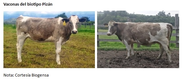 El biotipo bovino Pizán de la sierra ecuatoriana - Image 2