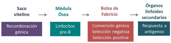 Desarrollo del sistema inmune de las aves - Image 1