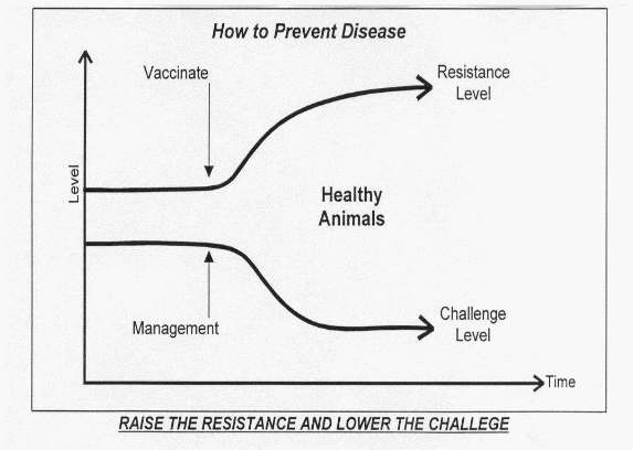 Infecciones bacterianas en recría y engorde, sirve bajar la presión de infección para reducir cuadros clínicos? - Image 2