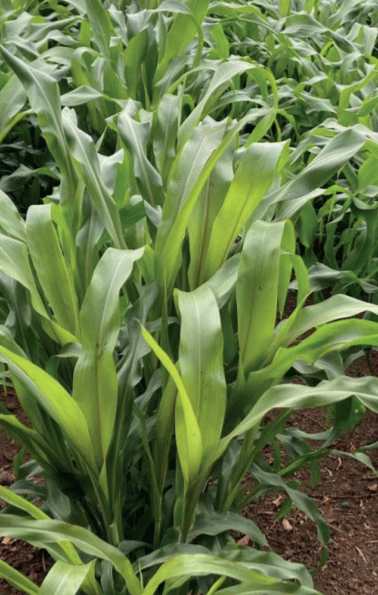 Sorgo para pastoreo, especie Sorghum drummondii (Steud.) Millsp. & Chase (pasto sudan) y Sorghum bicolor x S. bicolor var. sudanese (pasto sudan híbrido).