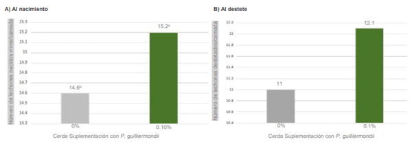 Figura 3. Número de cerdos vivos por camada agrupados por la suplementación con Pichia guilliermondii recibida por la cerda durante la gestación y lactación: A) al nacimiento, B) al destete (a, b, P< 0.05; P = 0.1 - Janvier et al. 2022).