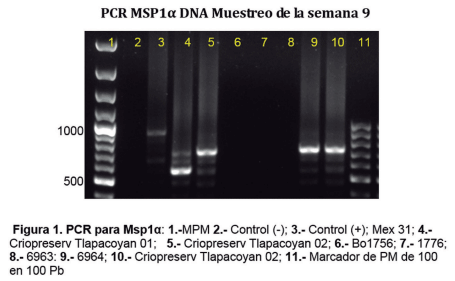 Transmisión transovárica de Anaplasma marginale por garrapatas Boophilus microplus - Image 3