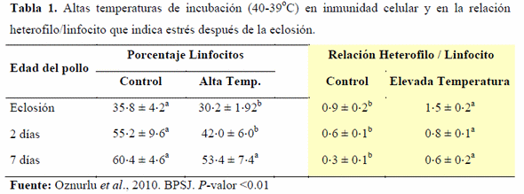 Como Mejorar la Calidad del Pollito BB - Image 3