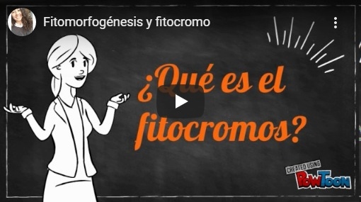 Las plantas, bacterias y hongos “ven” en dos colores - Image 1