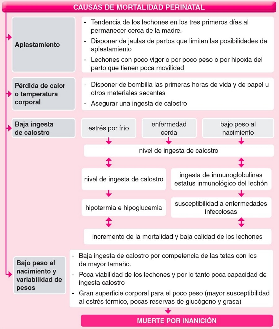 Abordaje práctico a los problemas de maternidad en ganado porcino - Image 1