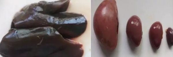 Características fisiológicas del hígado de ave | Se adjuntan tres tipos de enfermedad hepática difíciles de diagnosticar. - Image 6