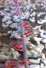 Manejo de comederos en la crianza de parrilleros - Image 3