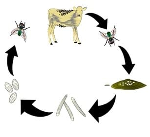 Programa de manejo integrado de Moscas en feedlots - Image 1