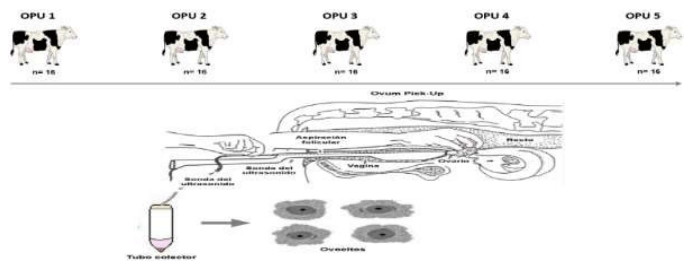 MVZ - EFECTO DE LA FRECUENCIA DE ASPIRACIONES FOLICULARES SOBRE LA RECOLECCIÓN OVOCITARIA PARA LA PRODUCCIÓN IN VITRO DE EMBRIONES EN VACAS HOLSTEIN - Image 1