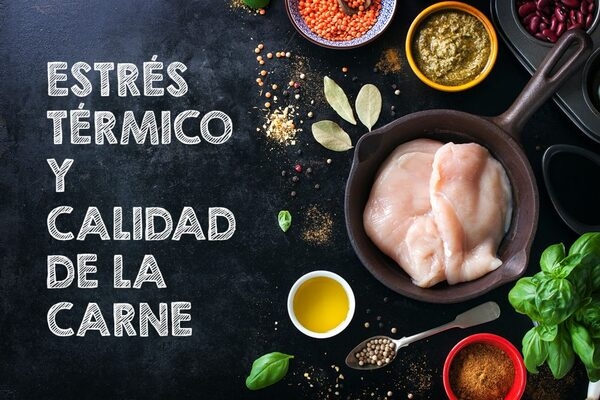 ¿Cómo afecta el estrés térmico a la calidad de la carne de pollo? - Image 1