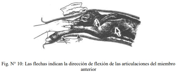 Obstetricia y neonatología bovina: V. Canal obstétrico - Image 6
