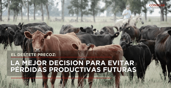 El destete precoz: la mejor decision para evitar pérdidas productivas futuras - Image 1