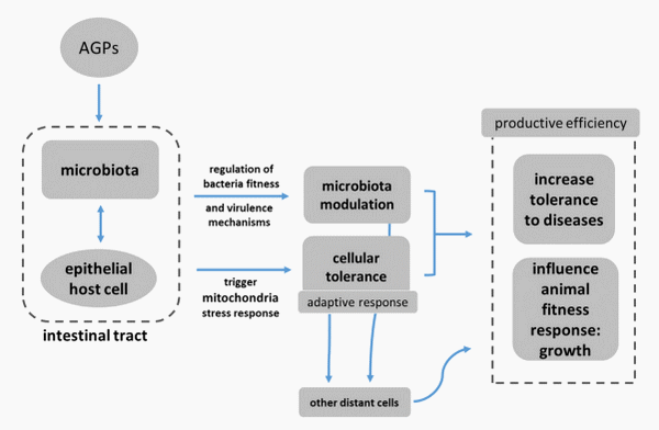 ¿Cómo aumentaron los antibióticos promotores del crecimiento el crecimiento y la eficiencia alimentaria en las aves? - Image 1