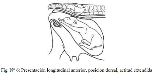 Obstetricia y neonatología bovina: V. Canal obstétrico - Image 2