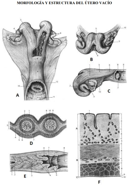 Obstetricia y neonatología bovina: I. Anatomía del aparato reproductor Femenino - Image 3