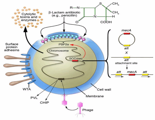 Detección de genes de resistencia a antibióticos en Staphylococcus aureus aislados de casos de mastitis bovina. - Image 8