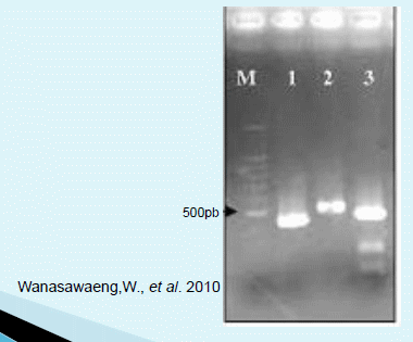Análisis molecular determina la presencia de Laringotraqueitis Infecciosa de origen vacunal (tco) en lotes de aves comerciales en Brasil - Image 1