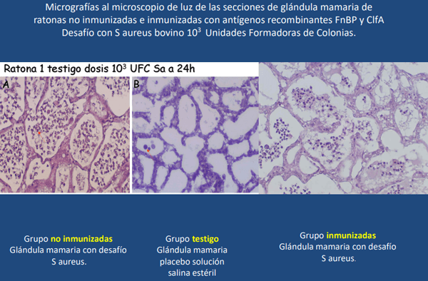 Bacterina Eco Staph PM+3 y Auto bacterinas - Image 12