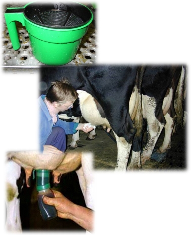 La Mastitis un problema del hato la visita al establo. - Image 21
