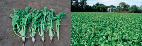 SUPLEMENTARIOS - Nabo forrajero (Brassica rapa L. subsp. rapa) - Image 1
