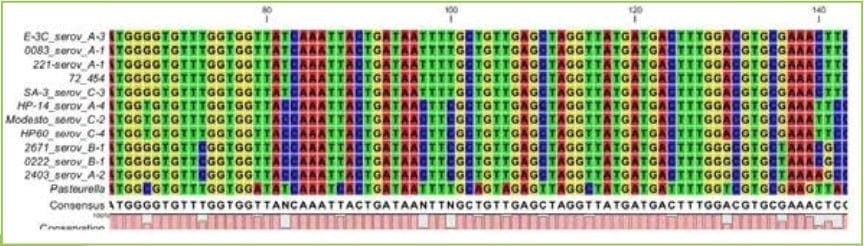 Evaluación filogenética del gen Hemaglutinina de Avibacterium Paragallinarum y su relación con la serotipificación - Image 1