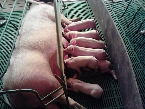 Importancia de la alimentacion y nutrición de la cerda en lactancia - Image 1