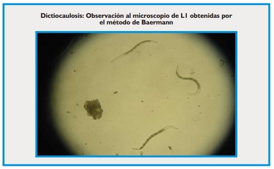 Bronquitis verminosa de los rumiantes - Image 3