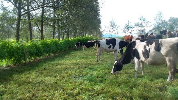 Impactos de “Sistemas silvopastoriles para trópico alto” en Saboyá, Boyacá. - Image 1