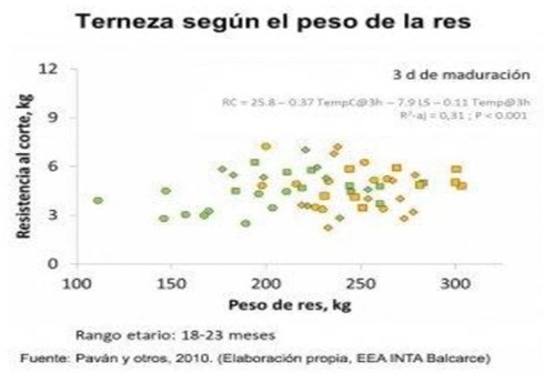 2° MITO ¿LA CARNE DE UN ANIMAL LIVIANO TIENE MEJOR CALIDAD QUE LA DE UN PESADO? - Image 3