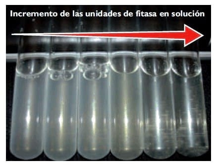 Investigaciones más actuales sobre las interacciones fitato-proteína resaltan las diferencias entre enzimas fitasas en la práctica - Image 3