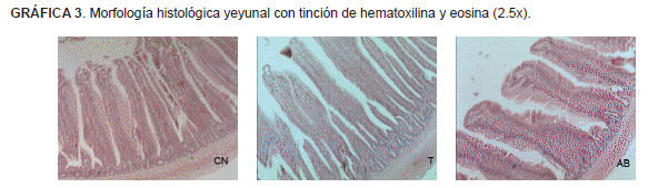 Efecto en rendimiento, morfología e inmunidad intestinal en pollos de engorde suplementados con ácidos orgánicos y aceites esenciales protegidos - Image 3