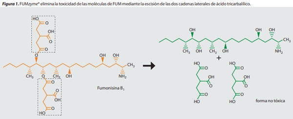 Lo último en gestión de riesgos de micotoxinas para aves - Image 1