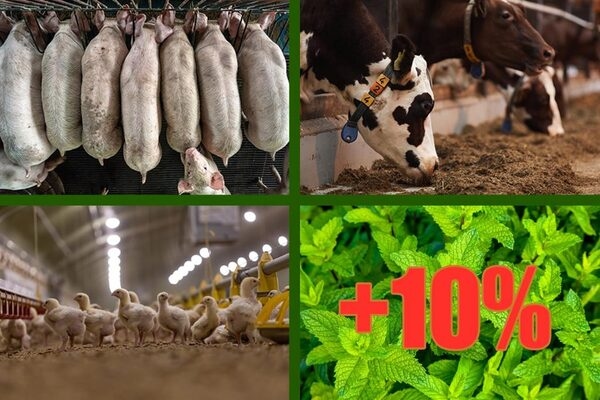 Durante el estrés por calor, PlusBreathe© incrementa la ingesta de alimento en un 10% - Image 1